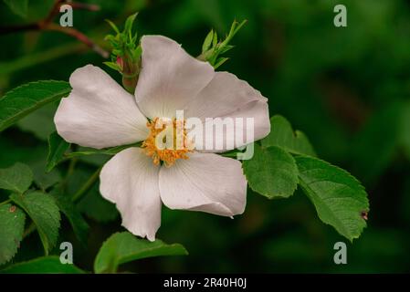 Rosehip vert feuilles belle fleur verte plante vue de dessus. Nature Spring concept fruits de rose de chien (Rosa canina). Coucher de soleil sauvage soleil chaud lumière copie sp Banque D'Images