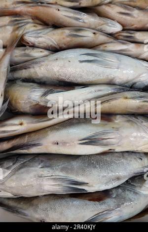 Poissons comestibles dans la salle du marché Mercado de Vegueta Banque D'Images