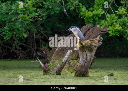 Héron de nuit à couronne noire / héron de nuit à capuchon noir (Nycticorax nycticorax) perché sur le tronc de l'arbre dans l'étang au printemps Banque D'Images