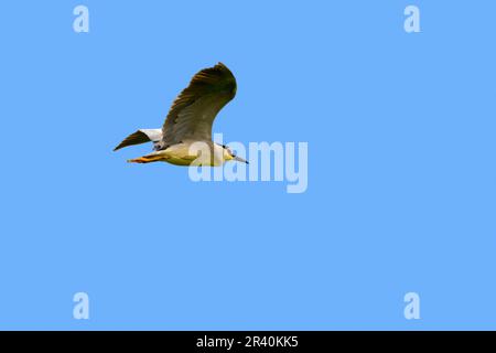 Héron de nuit à couronne noire / héron de nuit à capuchon noir (Nycticorax nycticorax) perché sur le tronc de l'arbre dans l'étang au printemps Banque D'Images