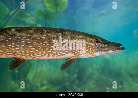 Grand brochet (Esox lucius) poissons carnivores nageant et chassant sous l'eau dans un lac d'eau douce Banque D'Images