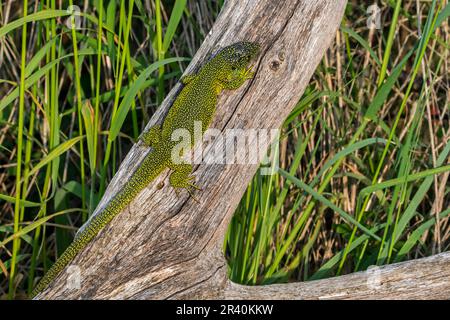 Lézard vert de l'Ouest (Lacerta bilineata / Lacerta viridis) soleil sur le tronc des arbres Banque D'Images