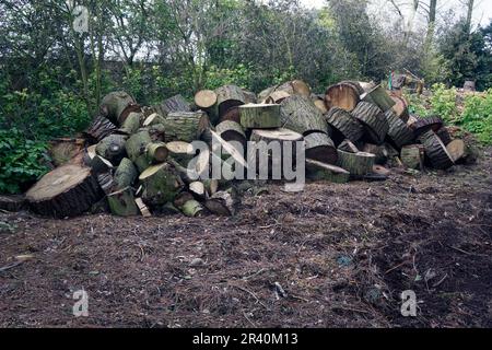 pile de bois de chauffage fraîchement scié dans le tronc des arbres qui s'assèche dans le défrichement des bois Banque D'Images