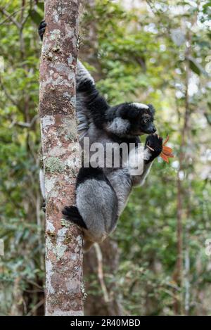 Lémur Indri, Madagascar faune Banque D'Images