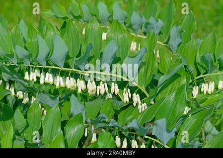 Le vrai Sceau de Salomon, Polygonatum odoratum, en gros plan Banque D'Images