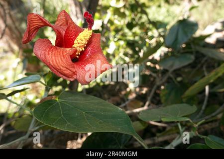 Talipariti elatum (Syn. Hibicus elatus) Banque D'Images