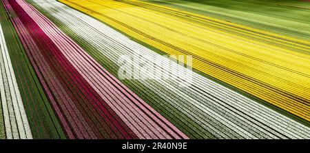 Aérienne des champs de tulipes en fleur au Chili près d'Osorno Banque D'Images