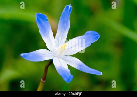 Squill de printemps ou gloire de la neige (scilla verna, scilla luciliae, chionodoxa), gros plan d'une fleur bleue isolée sur fond vert. Banque D'Images