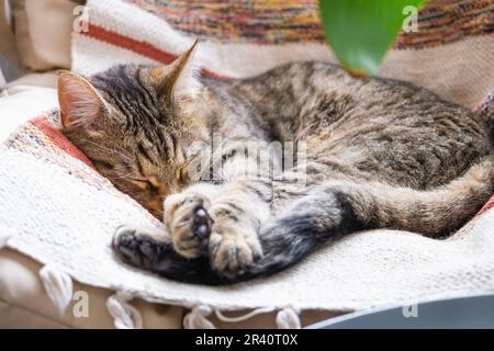 Le chat est rapidement endormi doux sur une chaise dans une posture drôle, confortable sommeil insouciant d'un animal de près Banque D'Images