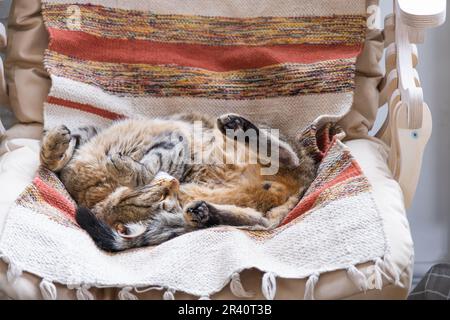 Le chat est rapidement endormi doux sur une chaise dans une posture drôle, confortable sommeil insouciant d'un animal de près Banque D'Images