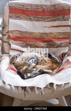 Le chat est rapidement endormi doux sur une chaise dans une posture drôle, confortable sommeil insouciant d'un animal de près Banque D'Images