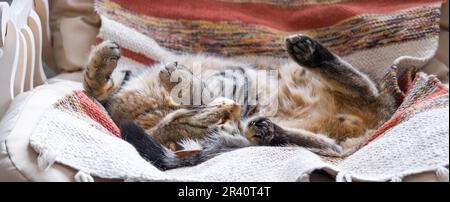 Le chat est rapidement endormi doux sur une chaise dans une posture drôle, confortable sommeil insouciant d'un animal de près Banque D'Images