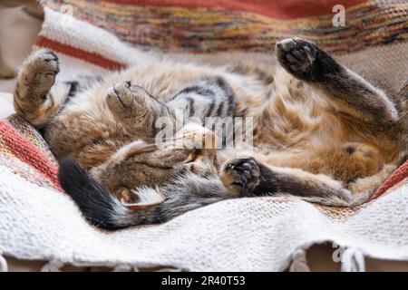 Le chat est rapidement endormi doux sur une chaise dans une posture drôle, confortable sommeil insouciant d'un animal de près Banque D'Images