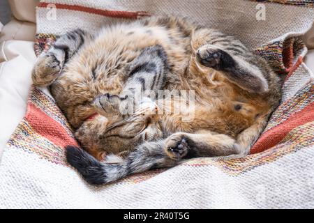 Le chat est rapidement endormi doux sur une chaise dans une posture drôle, confortable sommeil insouciant d'un animal de près Banque D'Images