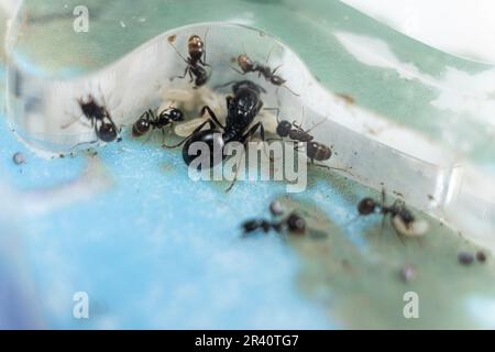 Fourmis queen et ouvrier fourmis couche, fourmis oeufs dans une ferme de fourmis acrylique. Banque D'Images