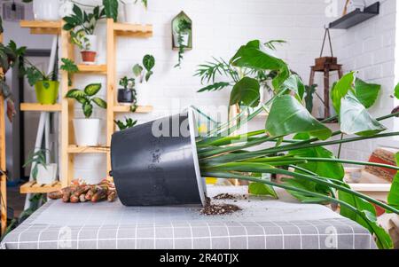 Rempotage de la grande maison plante strelitzia nicolai dans un nouveau pot dans l'intérieur de la maison. Prendre soin d'une plante en pot, grande taille, strelitzia reginae Banque D'Images