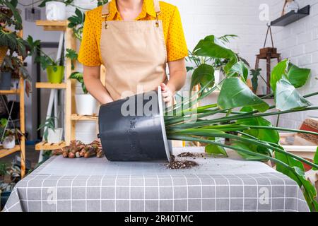 Rempotage de la plante maison strelitzia nicolai dans nouveau pot grand panier, les racines sont sorties de pot par le fond. Femme dans un tablier prenant soin d'une plante en pot Banque D'Images