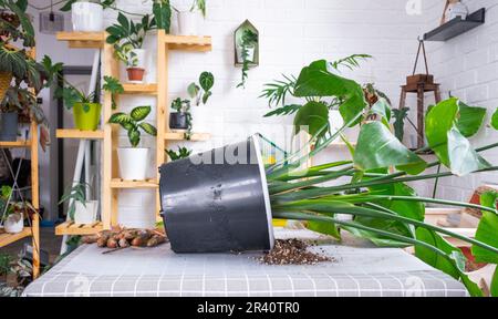 Rempotage de la grande maison plante strelitzia nicolai dans un nouveau pot dans l'intérieur de la maison. Prendre soin d'une plante en pot, grande taille, strelitzia reginae Banque D'Images