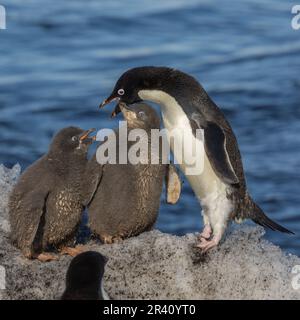 Adulte Adelie Penguin nourrissant des poussins au rivage de Rookery, Cape Adare, Antarctique Banque D'Images