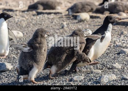 Adelie Penguin Chicks pourchassant après parent dans le Dash comique à Rookery à Cape Adare, Antarctique Banque D'Images