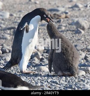 Poussin d'alimentation des pingouins d'Adalie adulte au Rookery à Cape Adare, Antarctique Banque D'Images