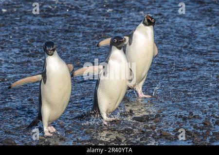 Adelie Penguins arrivant à terre à Rookery, Cape Adare, Antarctique Banque D'Images