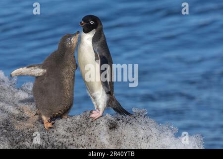 Poussin d'alimentation des pingouins d'Adlie adulte au rivage de Rookery, Cape Adare, Antarctique Banque D'Images