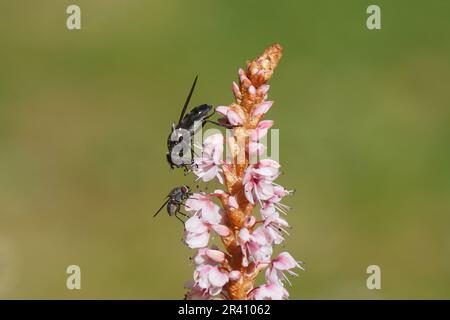 Gros plan Cheilosia variabilis, famille des Syrphidae et une mouche à la racine, famille des Anthomyiidae, sur une fleur rose de bistous himalayens Banque D'Images