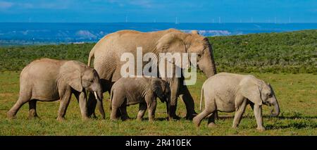 Éléphants en Afrique du Sud, famille des éléphants dans le parc des éléphants d'Addo Banque D'Images