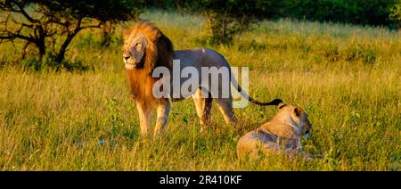 Lion mâle et femelle pendant le coucher du soleil dans la réserve de gibier de Thanta en Afrique du Sud Kwazulu Natal Banque D'Images