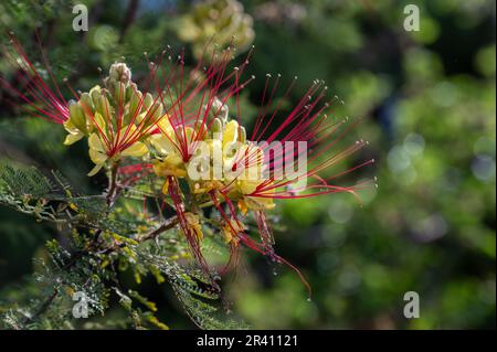 'Oiseau de paradis' (Caesalpinia Gilliesii): Buisson ornementale exotique de fleurs jaunes avec de longues étamines rouges Banque D'Images