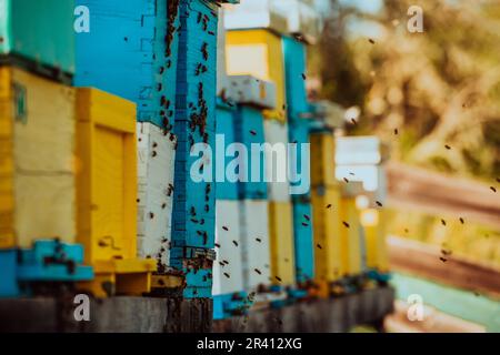 Photo en gros plan des abeilles planant autour de la ruche transportant du pollen Banque D'Images