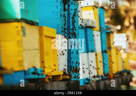 Photo en gros plan des abeilles planant autour de la ruche transportant du pollen Banque D'Images