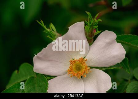 Rosehip vert feuilles belle fleur verte plante vue de dessus. Nature Spring concept fruits de rose de chien (Rosa canina). Coucher de soleil sauvage soleil chaud lumière copie sp Banque D'Images