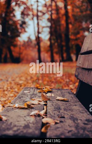 Des feuilles d'automne colorées tombent sur un banc en bois dans le parc. Vue à travers le feuillage d'automne dans la forêt. Feuilles d'arbre doré. Magnifique arbre avec des feuilles jaunes dans la forêt d'automne. Chemin parsemé de feuilles d'automne. Nature automne paysage arrière-plan Banque D'Images