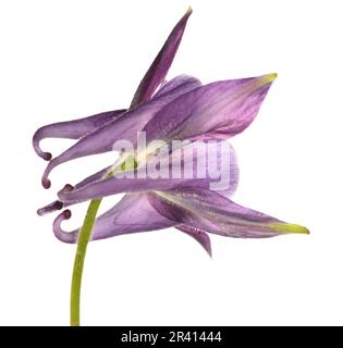 Colonne pourpre simple (Aquilegia spp.) fleur sur fond blanc éclairé. Banque D'Images