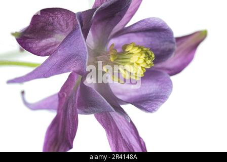 Colonne pourpre simple (Aquilegia spp.) fleur sur fond blanc éclairé. Banque D'Images