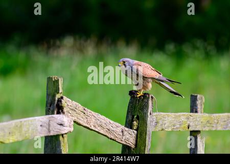 Kestrel, Falco tinnunculus, perchée sur un poteau sur la famille Banque D'Images