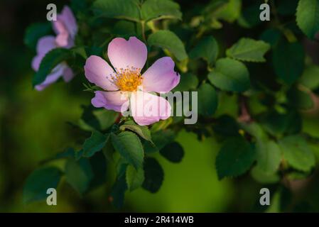 Rosehip vert feuilles belle fleur verte plante vue de dessus. Nature Spring concept fruits de rose de chien (Rosa canina). Coucher de soleil sauvage soleil chaud lumière copie sp Banque D'Images