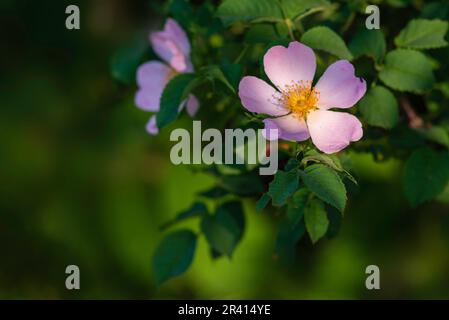 Rosehip vert feuilles belle fleur verte plante vue de dessus. Nature Spring concept fruits de rose de chien (Rosa canina). Coucher de soleil sauvage soleil chaud lumière copie sp Banque D'Images