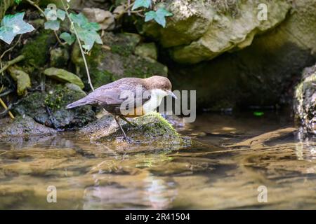 Balancier, Cinclus Cinclues, perché sur une rive de rivière. Banque D'Images