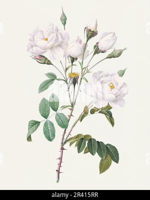 Illustration de la rose antique. Fleurs roses botaniques Rose blanche Banque D'Images