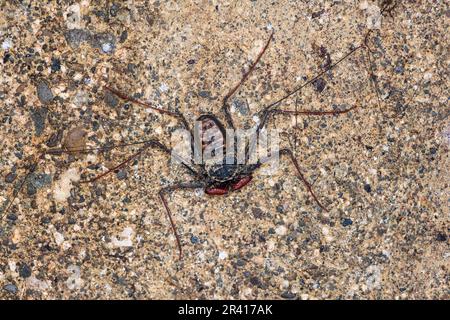 Araignée à fouet (Paraphrynus laevifrons) de Golfito, péninsule d'Osa, Costa Rica. Banque D'Images