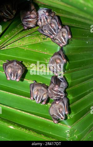 Chauve-souris pygmée (Dermanura phaeotis) reposant sous une feuille de palmier. Photo de Golfito, péninsule d'Osa, Costa Rica. Banque D'Images