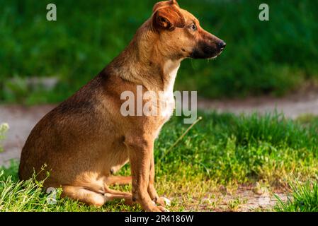 Austrian Pinscher (Österreichischer Pinscher) gros plan extérieur Banque D'Images