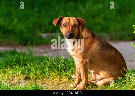 Austrian Pinscher (Österreichischer Pinscher) gros plan extérieur Banque D'Images