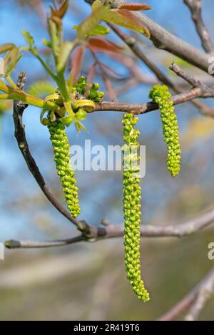 Les mâles fleurissent du noyer au printemps Banque D'Images