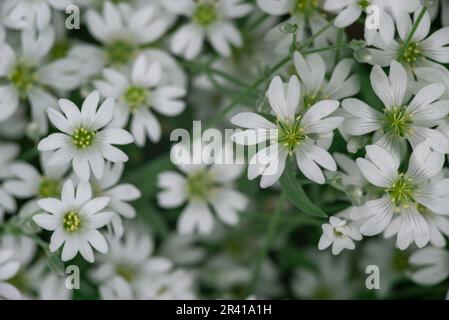 Cerastium tomentosum en fleur. Jolies petites fleurs blanches (neige en été) gros plan de belle Banque D'Images