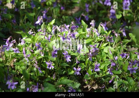 Viola odorata violette odorante, Banque D'Images