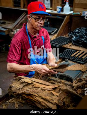 Bronx, NY - Etats-Unis - 21 mai 2023 vue verticale des cigares fraîchement roulés par un artisan au célèbre marché de détail Arthur Avenue dans le Bronx. Banque D'Images